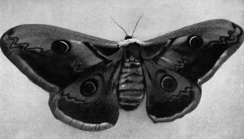 THE GREAT PEACOCK OR EMPEROR MOTH.